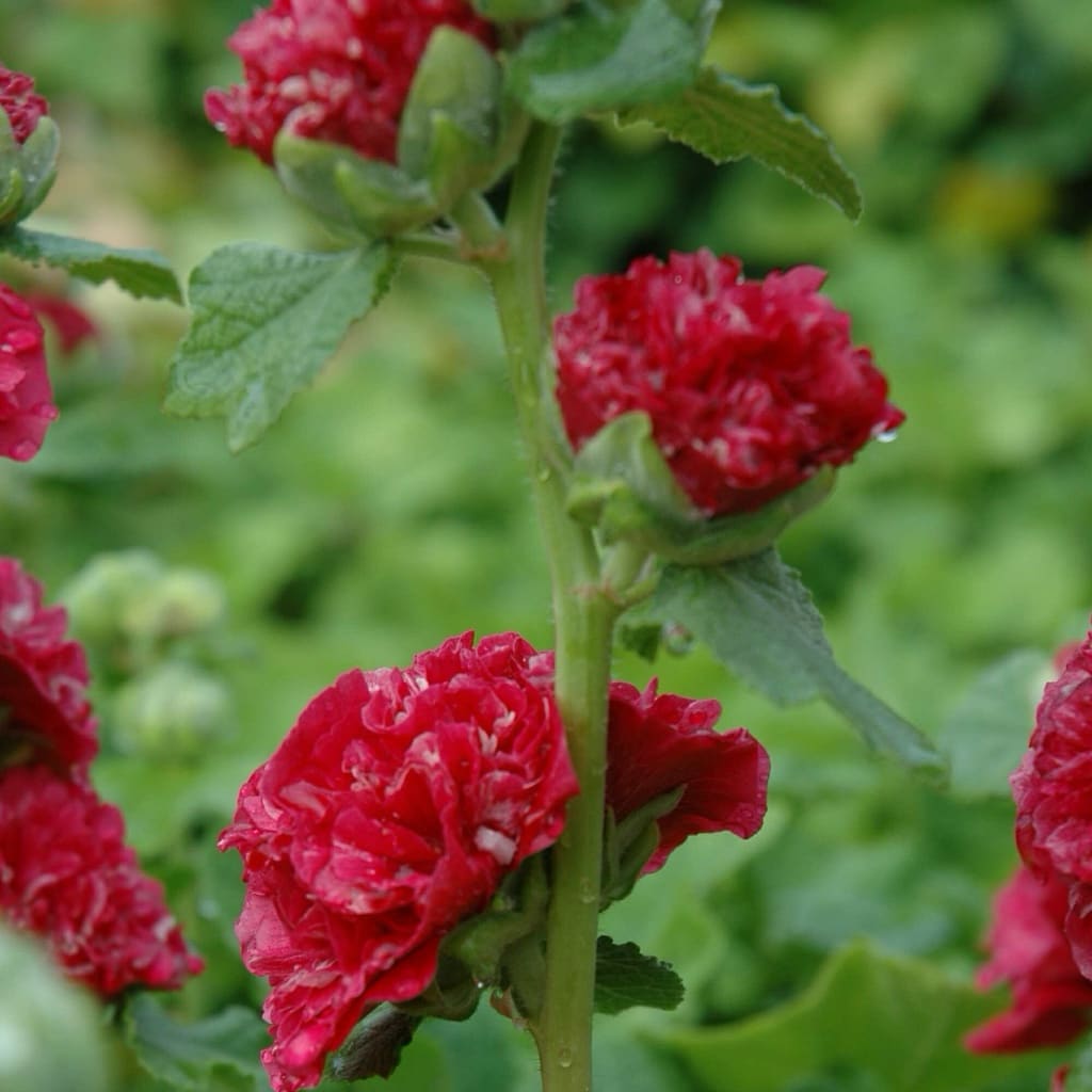Stockrose 'Pleniflora' Rot