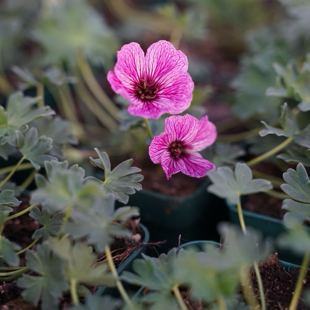 Storchschnabel 'Ballerina' Rosa
