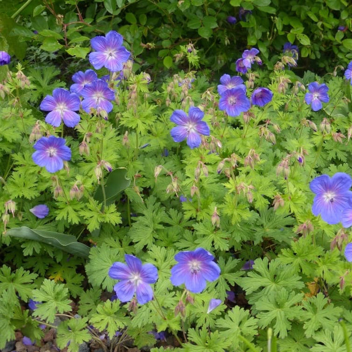 Storchschnabel 'Gravetye' Violett