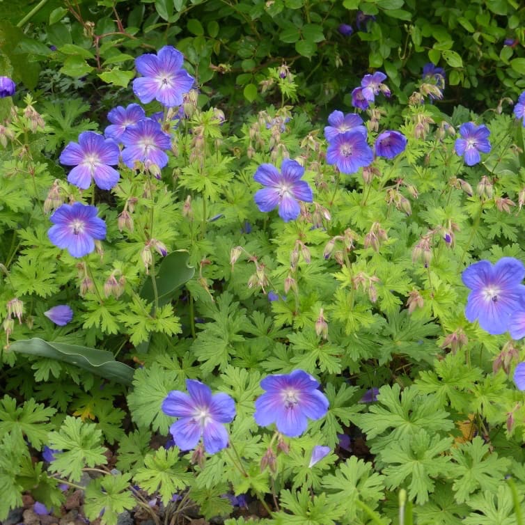 Storchschnabel 'Gravetye' Violett