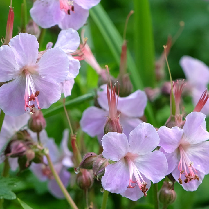 Storchschnabel 'Ingwersen' Rosa