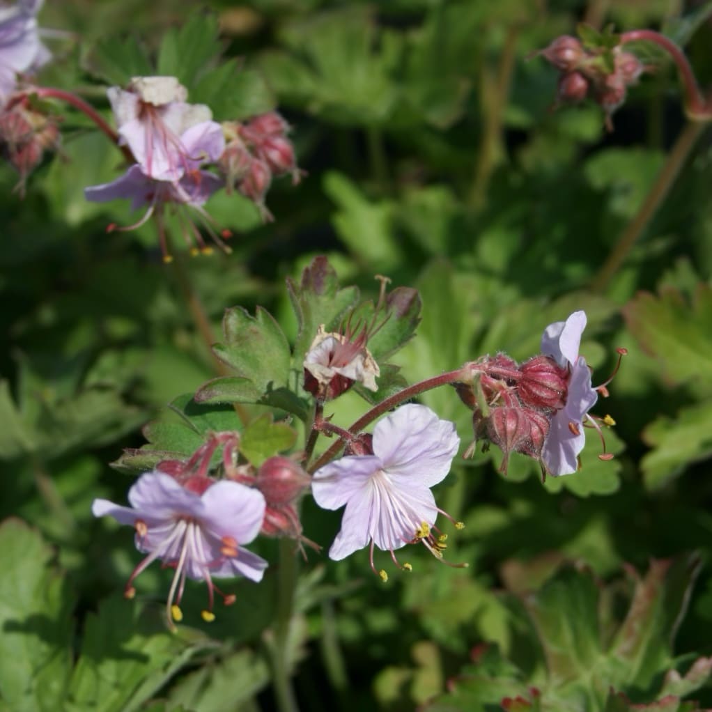 Storchschnabel 'Ingwersen' Rosa