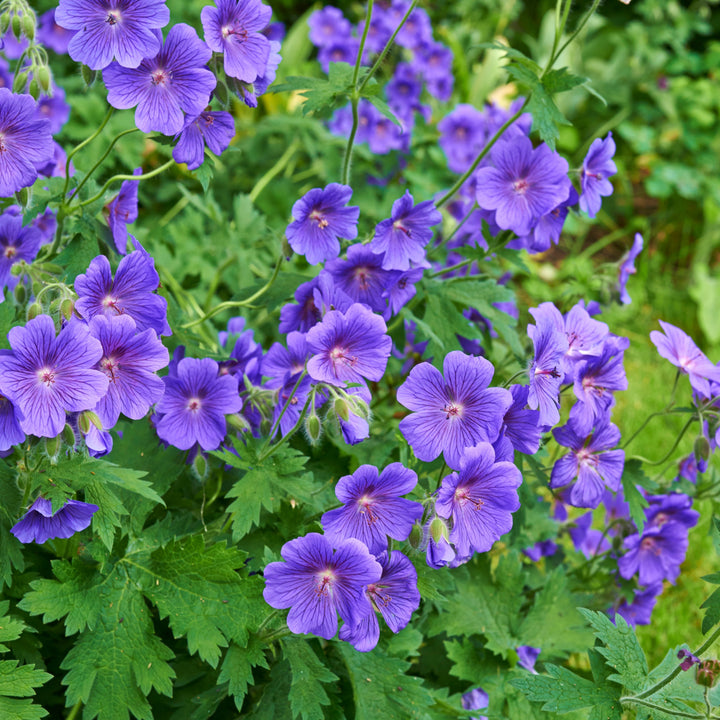 Storchschnabel 'Johnson' Blau
