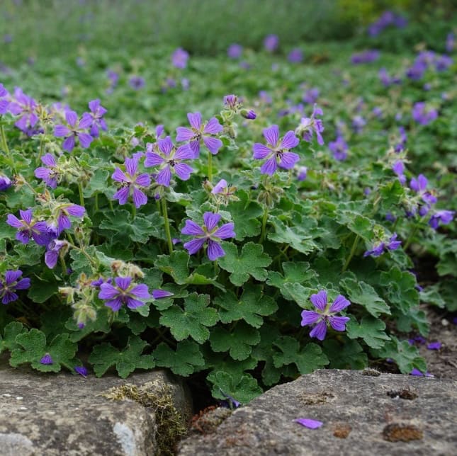 Storchschnabel 'Philippe Vapelle' Violett