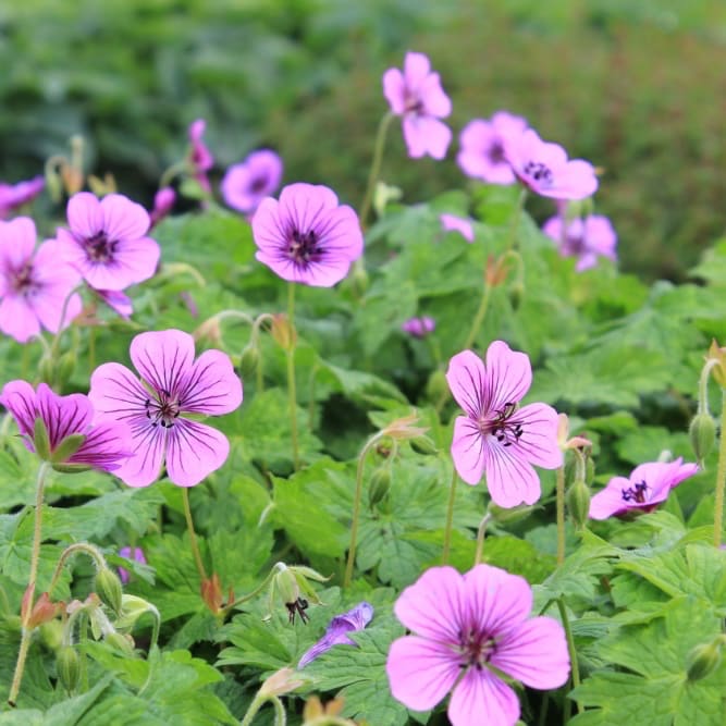 Storchschnabel 'Pink Penny'® Violett