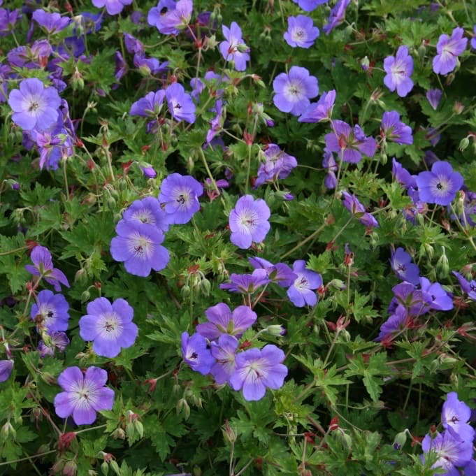 Storchschnabel 'Rozanne' Blau