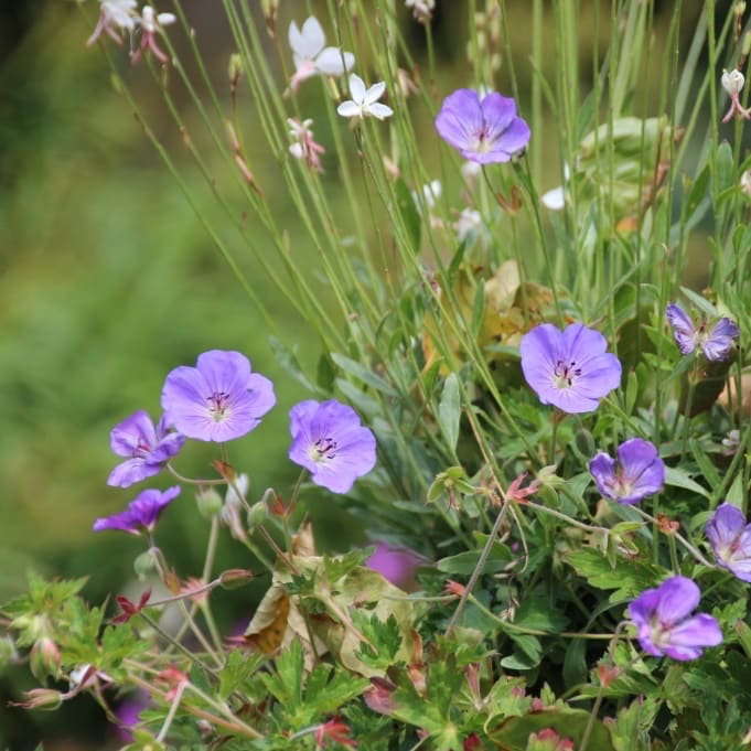 Storchschnabel 'Rozanne' Blau