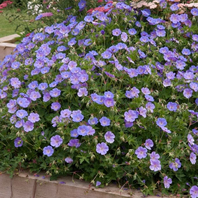 Storchschnabel 'Rozanne' Blau