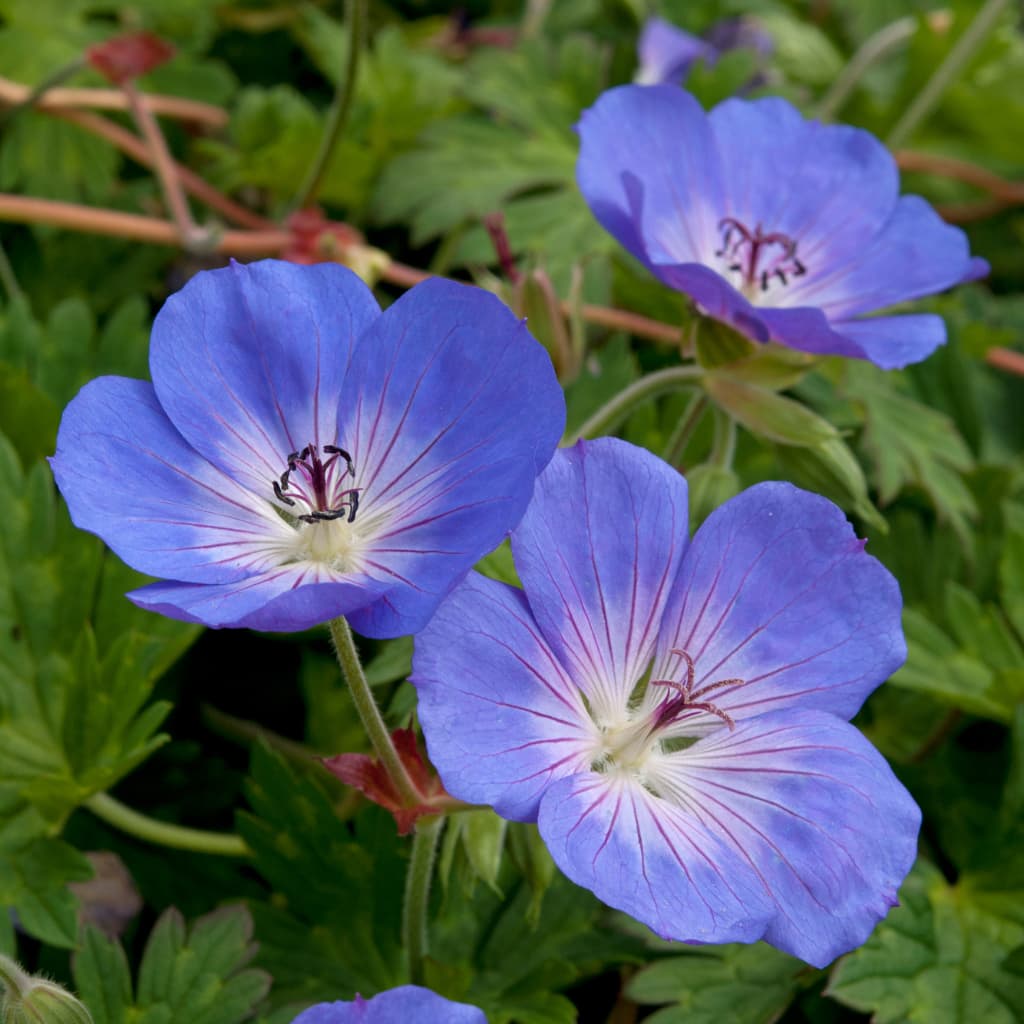 Storchschnabel 'Rozanne' Blau