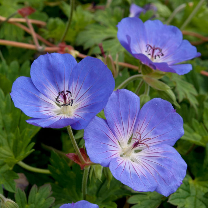 Storchschnabel 'Rozanne' Blau