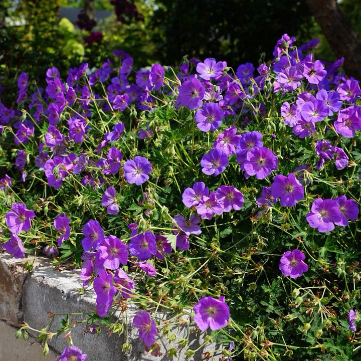 Storchschnabel 'Rozanne' Blau
