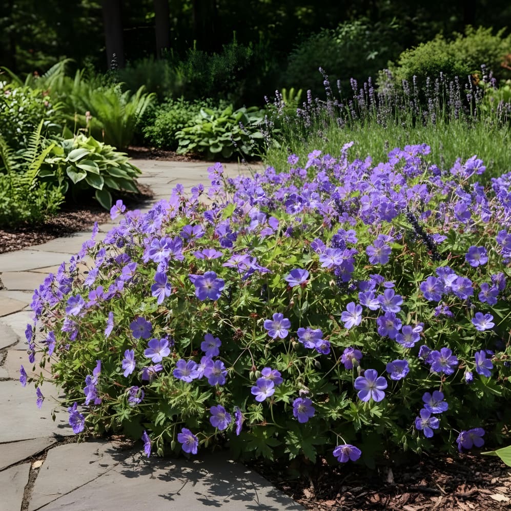 Storchschnabel 'Rozanne' Blau