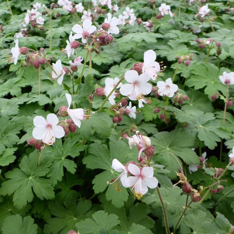 Storchschnabel 'Spessart' Weiß