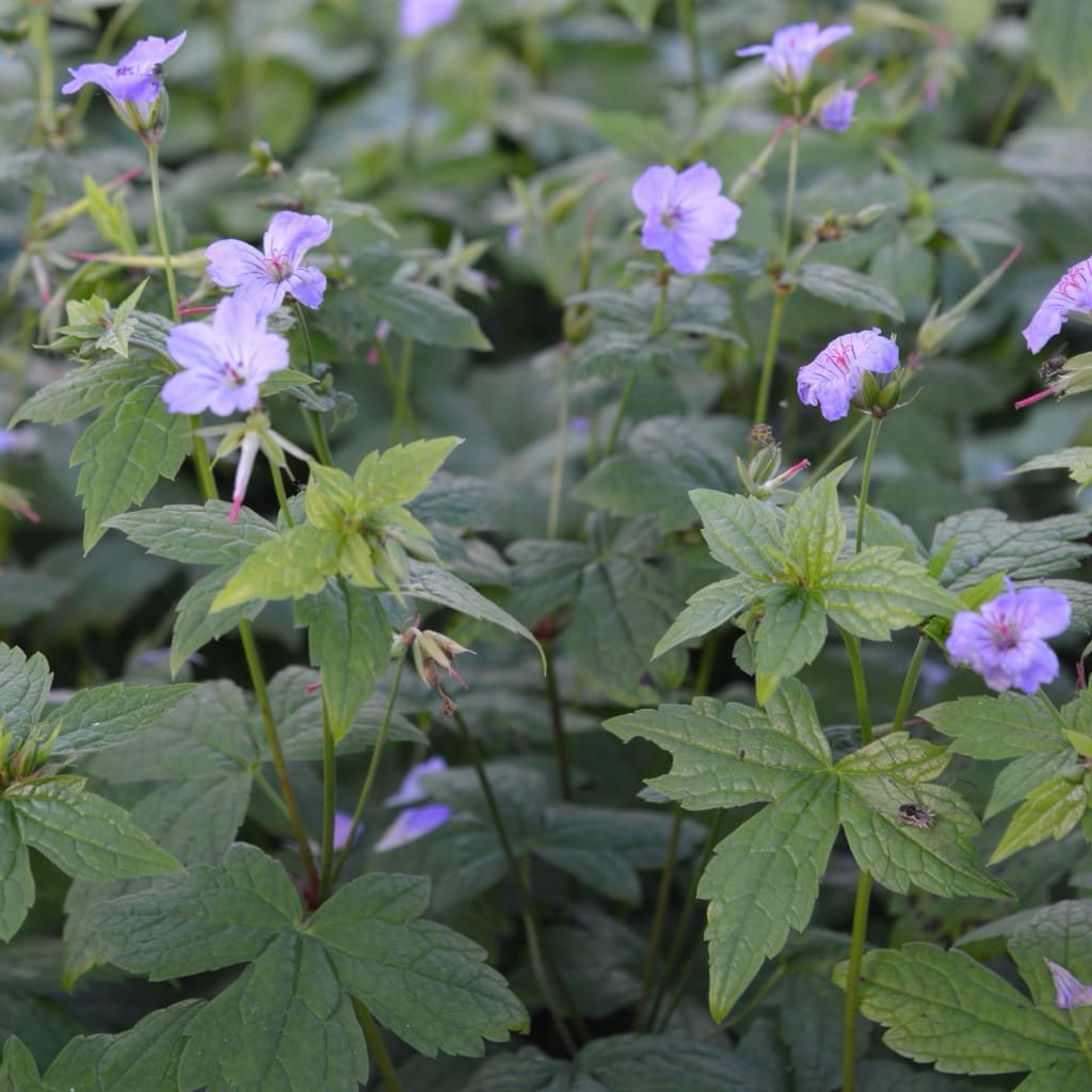 Storchschnabel Violett