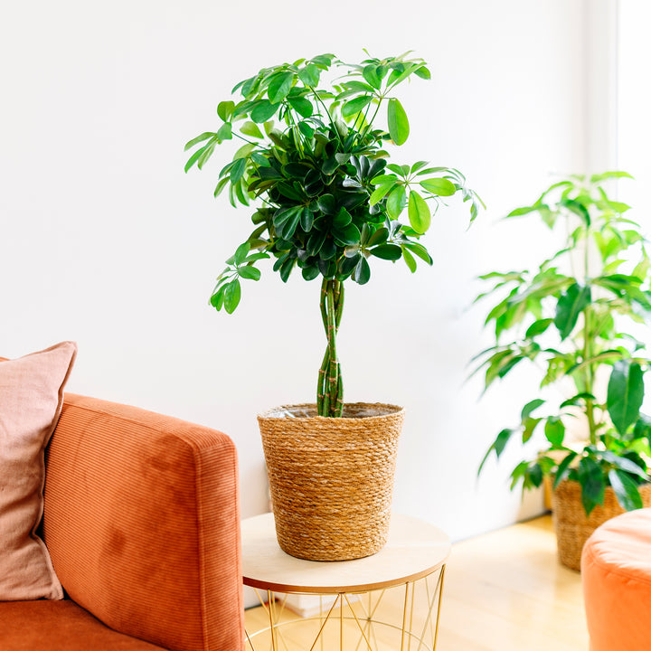 Strahlenaralie 'Nora' im Wohnzimmer