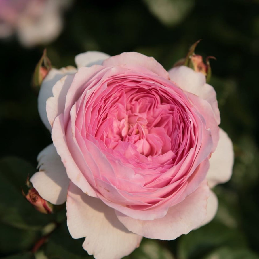 Strauchrose 'Alexandra® - Princesse de Luxembourg' Rosa