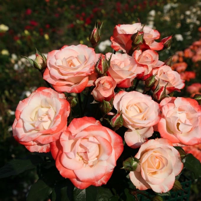 Strauchrose 'Auf die Freundschaft' Weiß-Rot