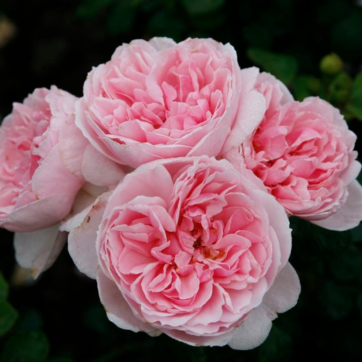 Strauchrose 'Cinderella'® Zartrosa