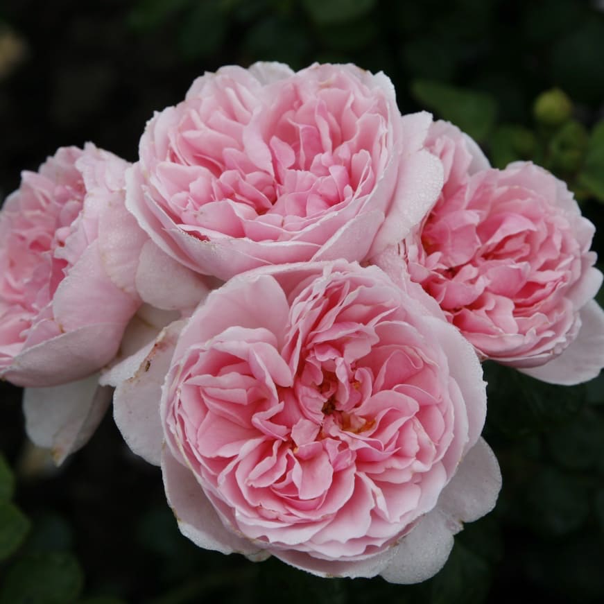 Strauchrose 'Cinderella'® Zartrosa