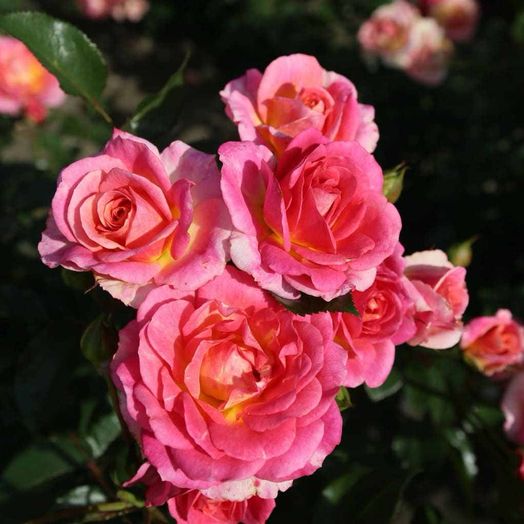 Strauchrose 'Dekora'® Cremegelb-Rosa