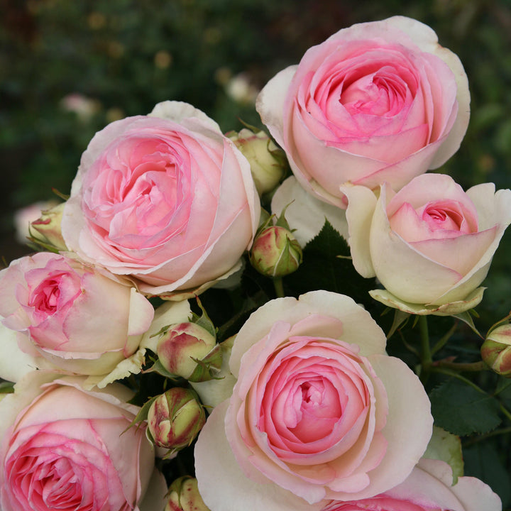 Blühende Strauchrose 'Eden Rose 85'