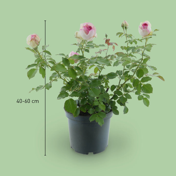 Größe der Strauchrose 'Eden Rose 85'