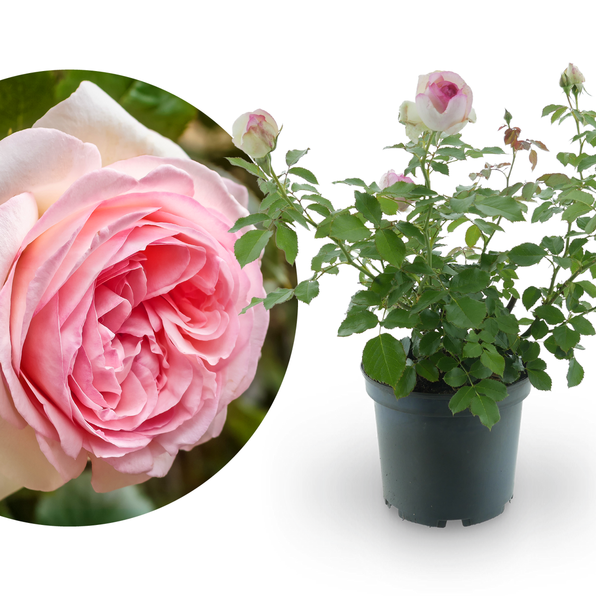 Strauchrose 'Eden Rose 85' Weiß-Rosa