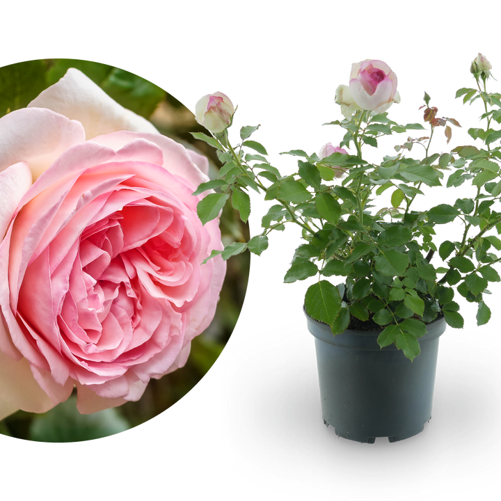 Strauchrose 'Eden Rose 85' Weiß-Rosa