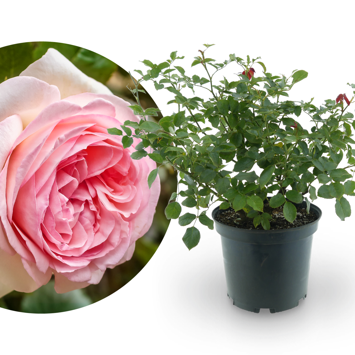 Strauchrose 'Eden Rose 85' Weiß-Rosa