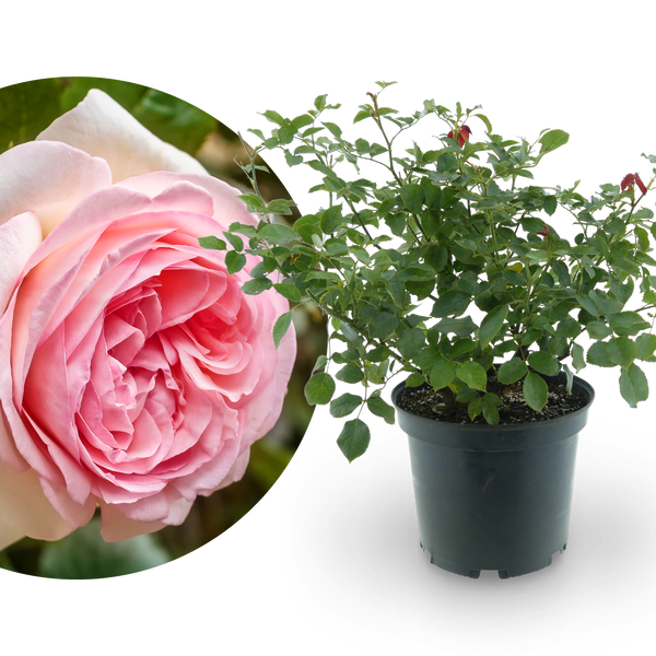 Strauchrose 'Eden Rose 85' Weiß-Rosa