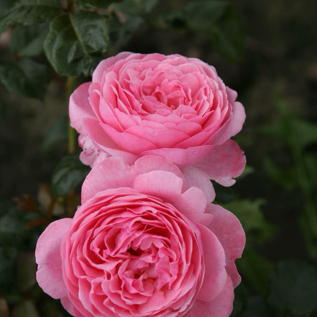 Strauchrose 'Flora Colonia' Rosa