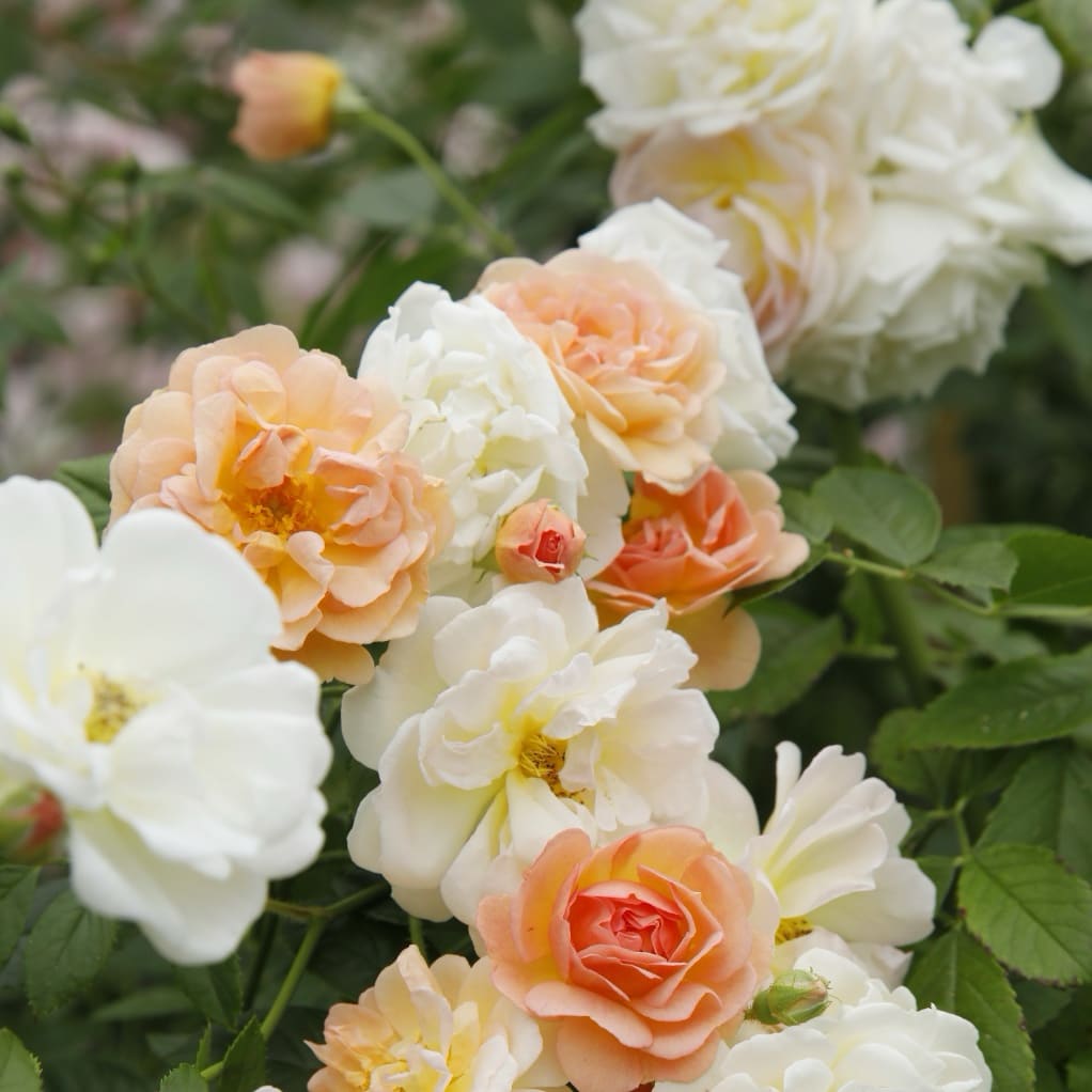Strauchrose 'Ghislaine de Féligonde' Gelborange-Rosa