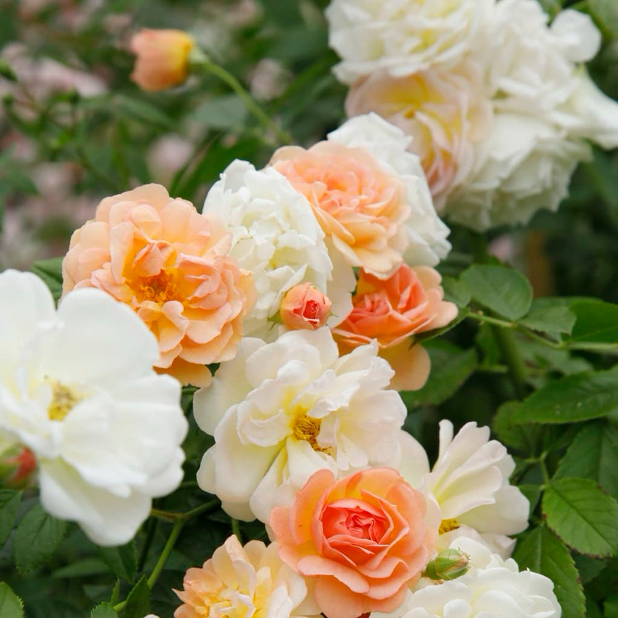 Strauchrose 'Ghislaine de Féligonde' Gelborange-Rosa