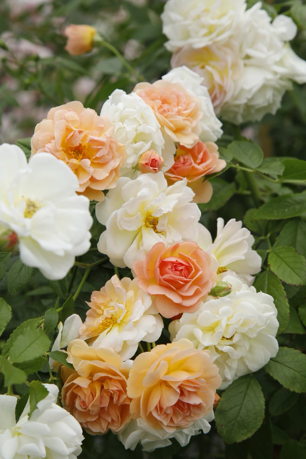 Ramblerrose 'Ghislaine de Feligonde' Zartgelb