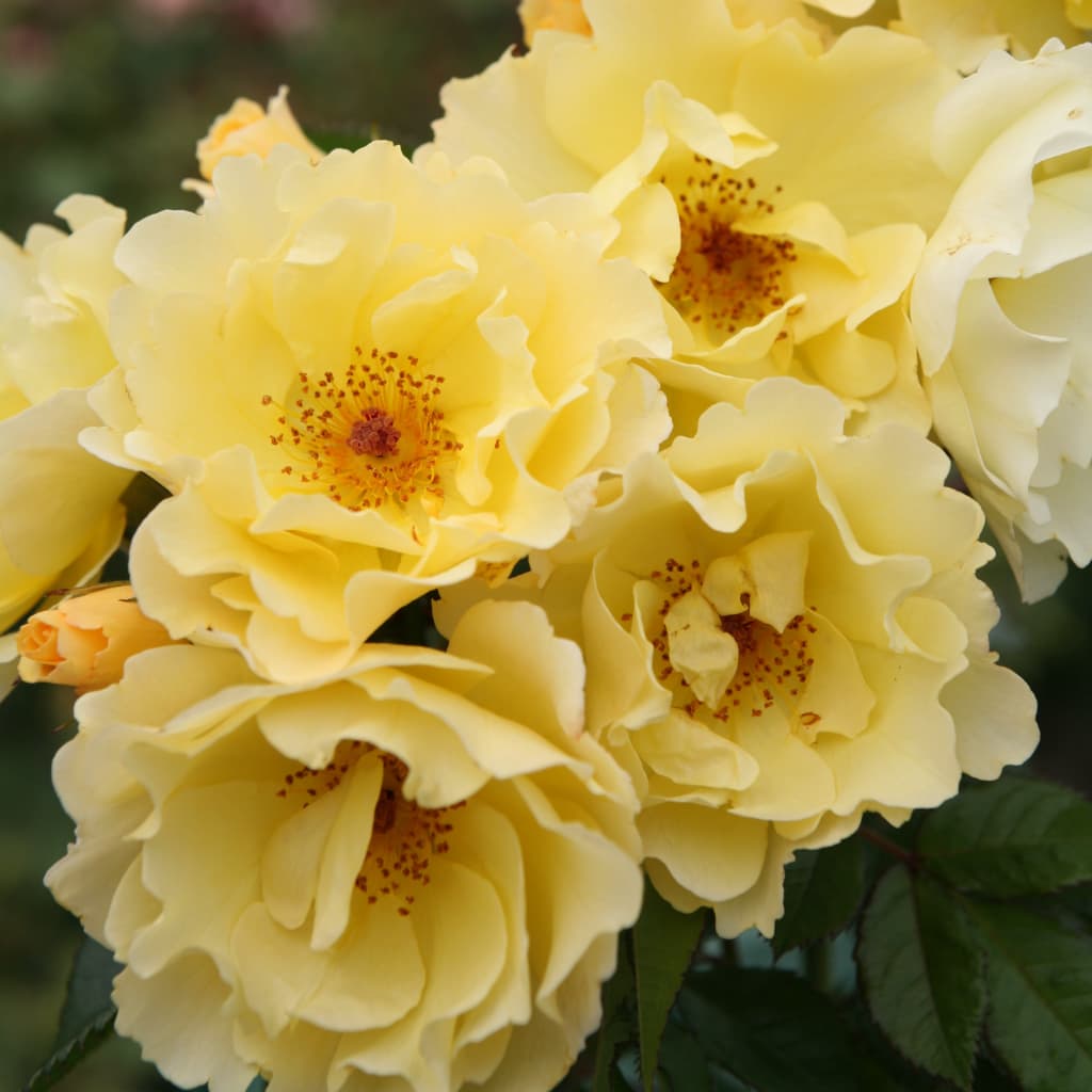 Strauchrose 'Goldspatz'® Hellgelb