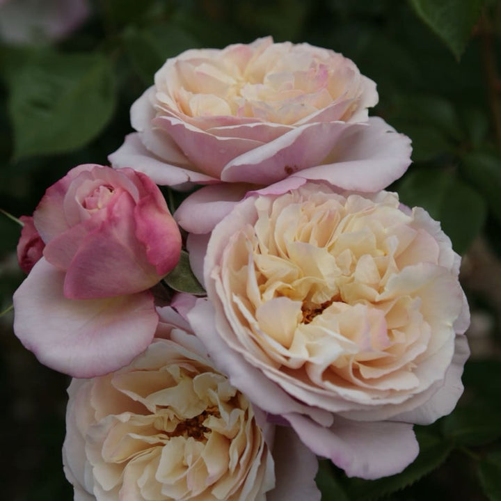 Strauchrose 'Herkules'® Lavendel-Reinweiß