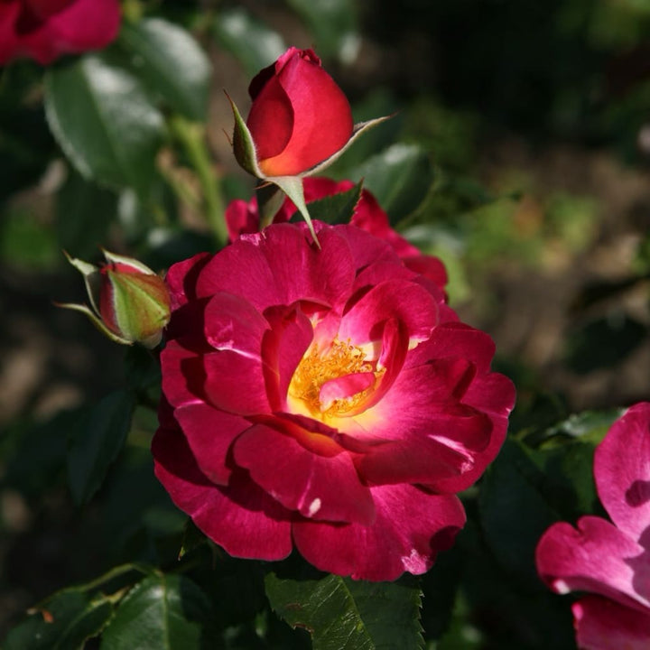 Strauchrose 'Ile de Fleurs' Purpurviolett