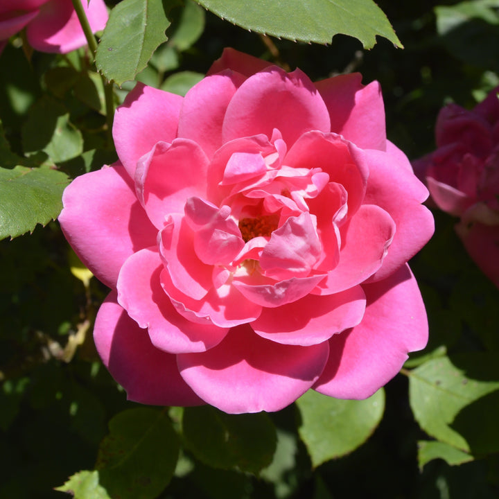 Blüte der Strauchrose Knock Out® 'Rosa'