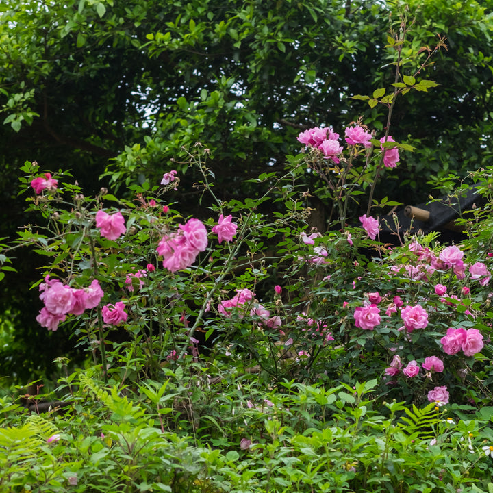Strauchrose Knock Out® 'Rosa' im Garten