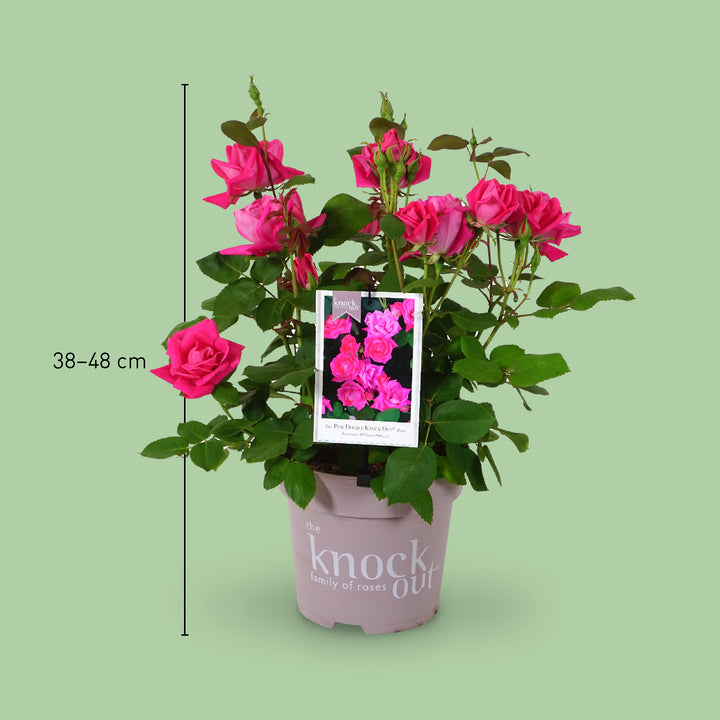 Größe der Strauchrose Knock Out® 'Rosa'