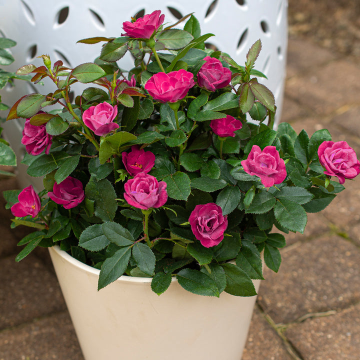 Strauchrose Knock Out® 'Rosa' im Topf