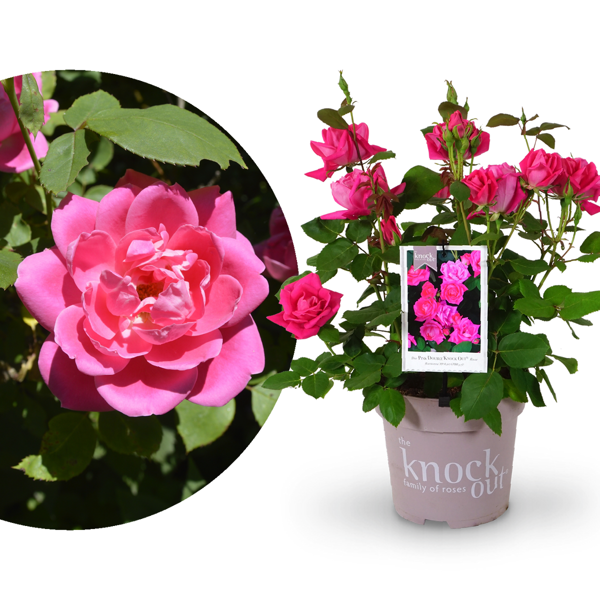 Strauchrose Knock Out® 'Rosa'
