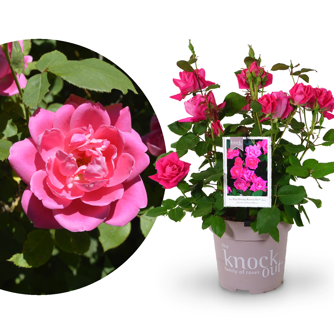 Strauchrose Knock Out® 'Rosa'