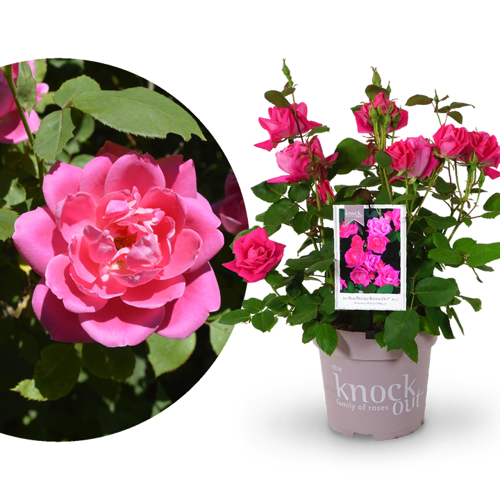 Strauchrose Knock Out® 'Rosa'