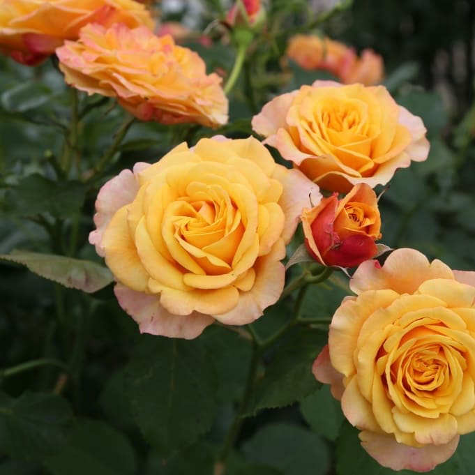 Strauchrose 'La Villa Cotta'® Kupfergelb-Orange