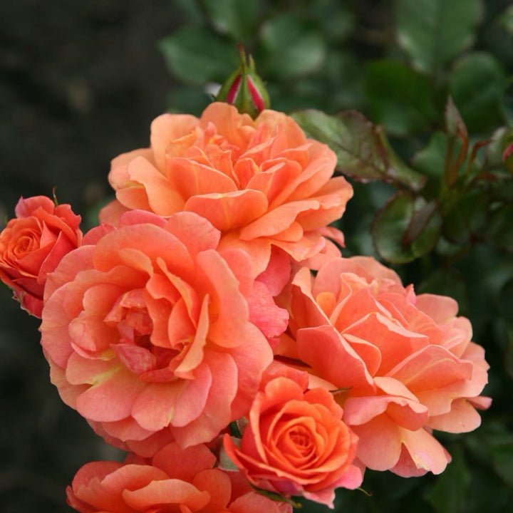 Strauchrose 'Lambada'® Orange