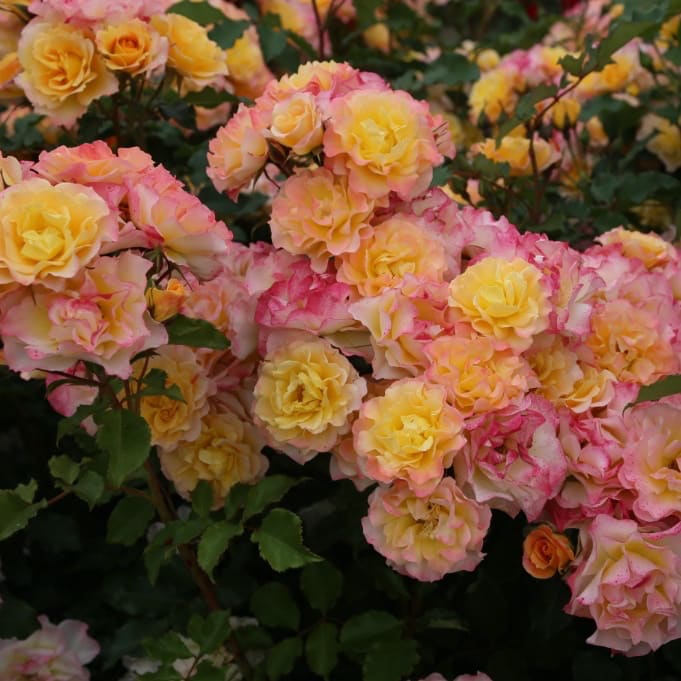 Strauchrose 'Landlust'® Gelb-Pink