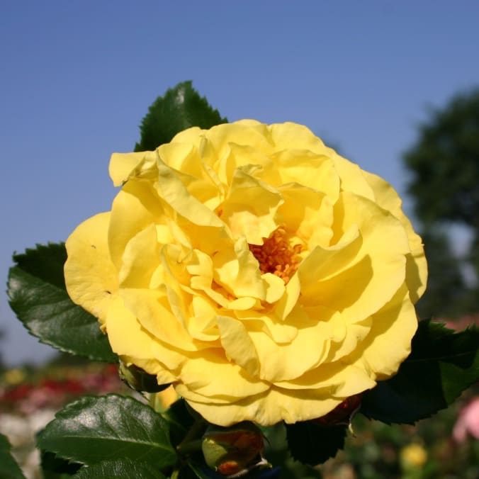 Strauchrose 'Lichtkönigin Lucia'® Zitronengelb