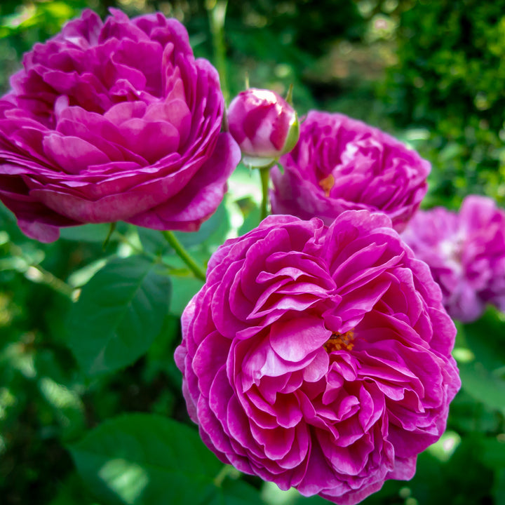 Blühende Rosa damascena 'Rose de Resht'