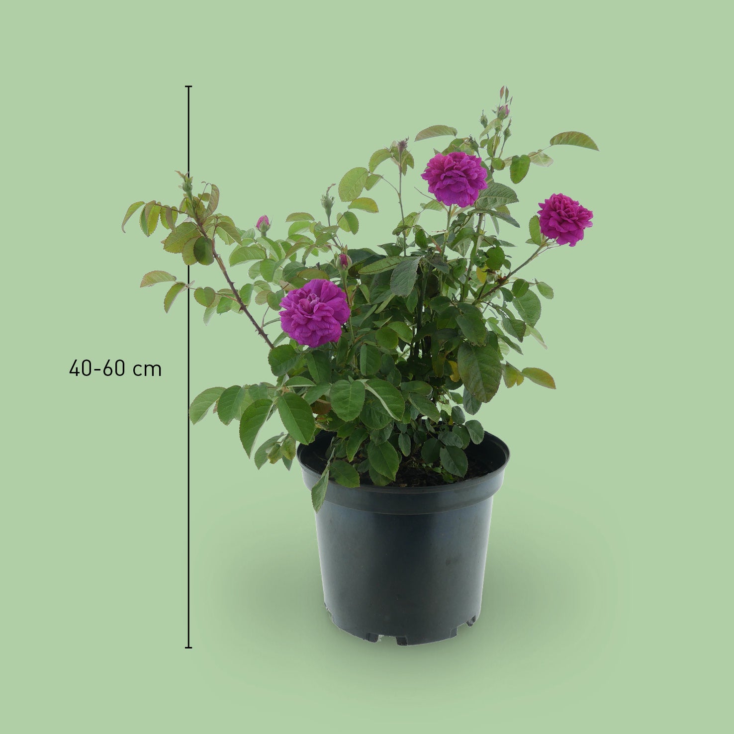 Größe der Strauchrose 'Rose de Resht'